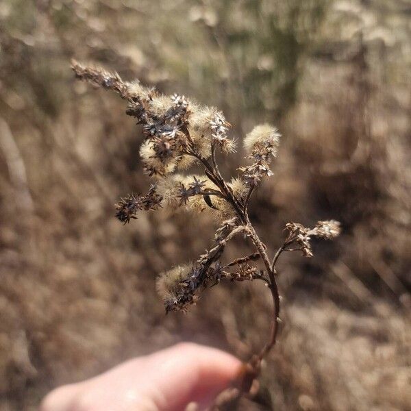 Giant goldenrod (Solidago gigantea)
