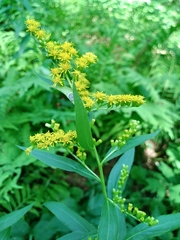 Giant goldenrod (Solidago gigantea)