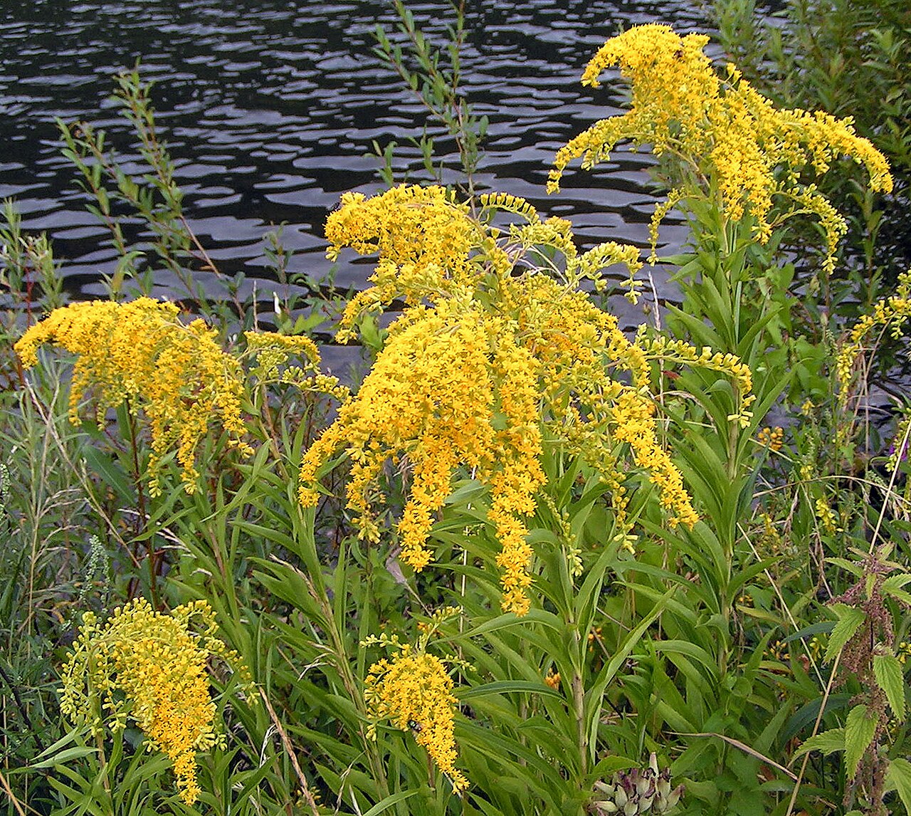 Giant goldenrod (Solidago gigantea)