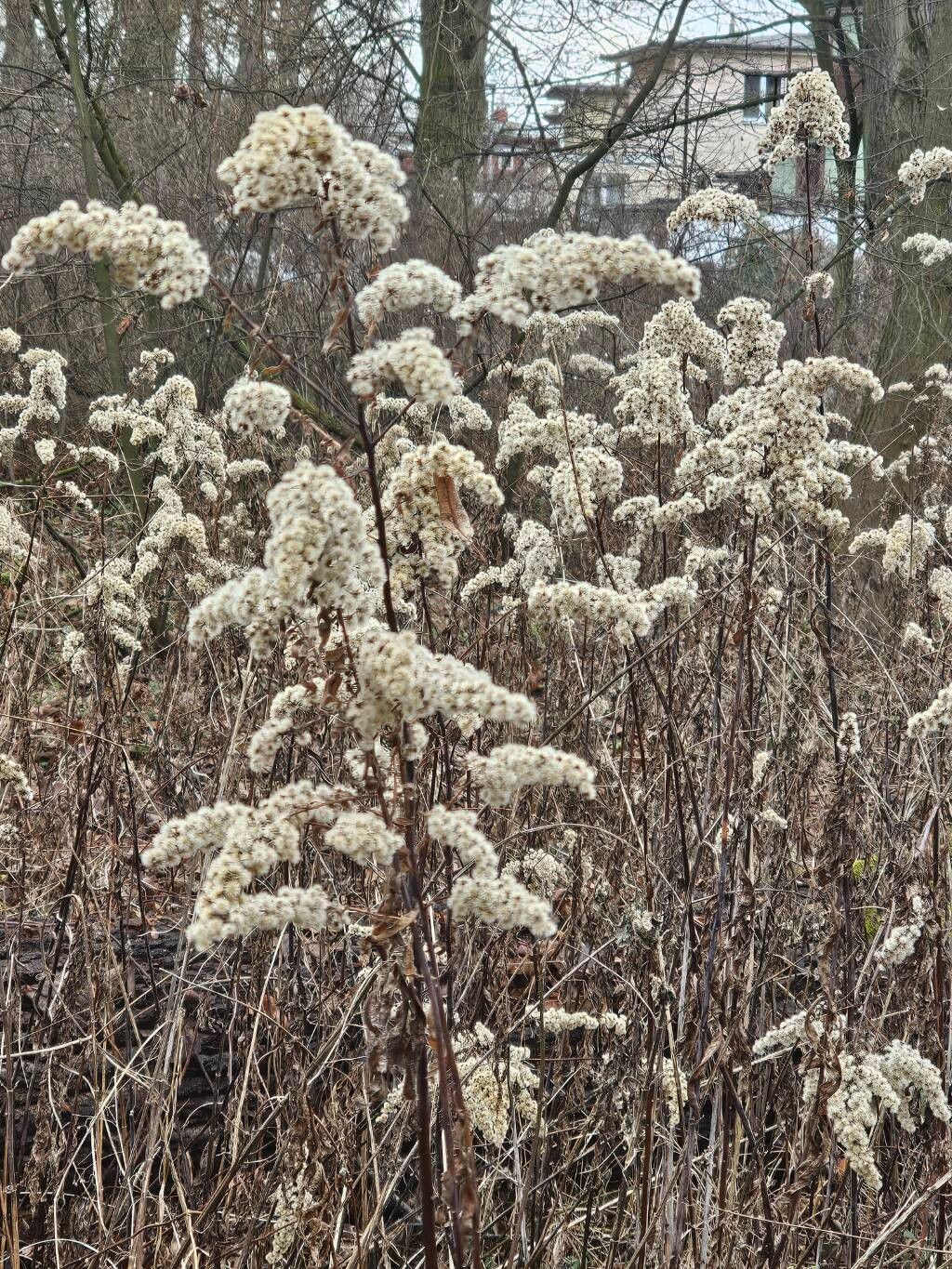 Giant goldenrod (Solidago gigantea)