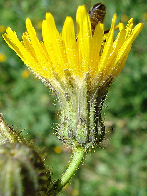Field sowthistle: Sonchus arvensis