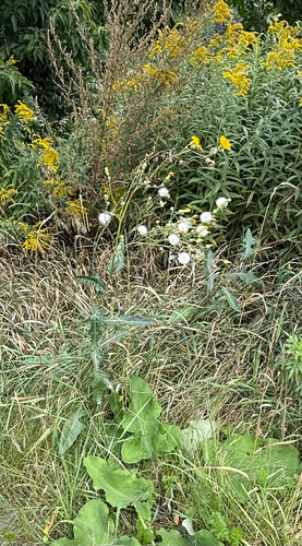 Field sowthistle (Sonchus arvensis)