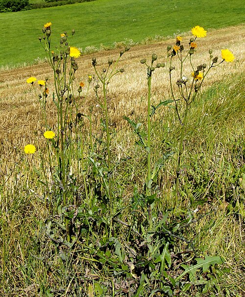 Field sowthistle: Acker-Gänsedistel, Asteraceae, Deutschland, Bayern, Oberfranken, Selbitz Foto: U.Schmidt, 2.VIII.2012