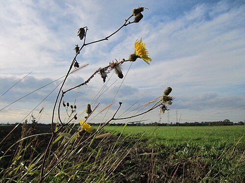 Field sowthistle: Acker-Gänsedistel (Sonchus arvensis) im Hockenheimer Rheinbogen