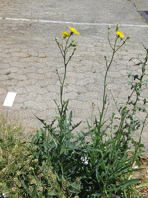 Field sowthistle: Acker-Gänsedistel ( Sonchus arvensis ) am Straßenrand in Saarbrücken