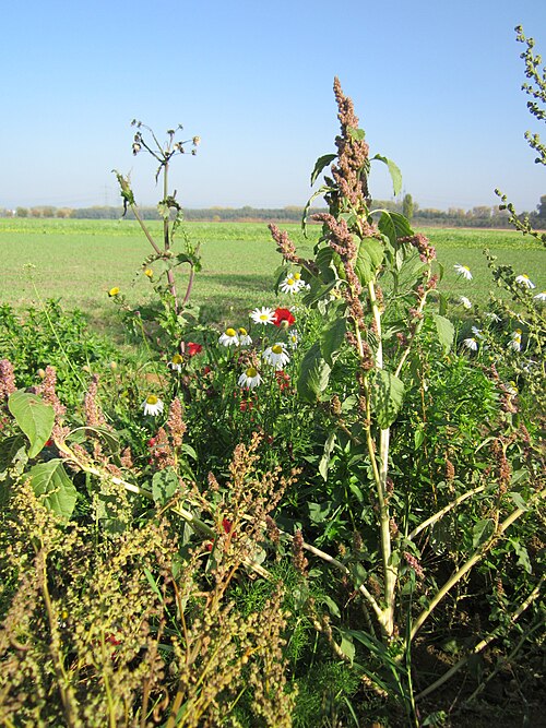 Field sowthistle: Acker-Fuchsschwanz (Amaranthus retroflexus) nebst Gänsedistel, Hundskamille und Mohn im Hockenheimer Rheinbogen