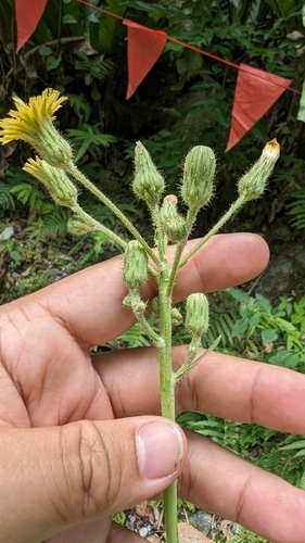 Field sowthistle (Sonchus arvensis)