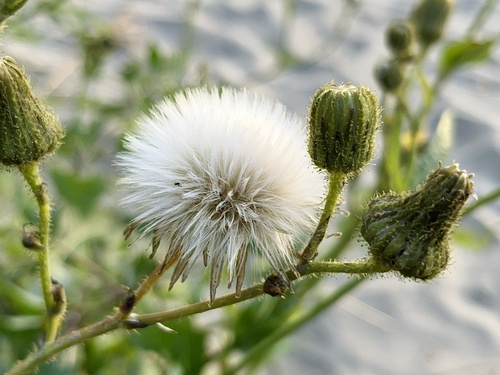 Field sowthistle (Sonchus arvensis)