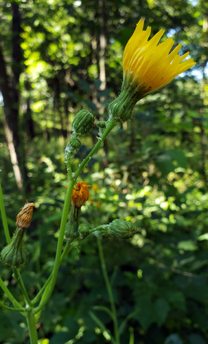 Field sowthistle (Sonchus arvensis)