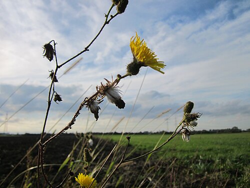Field sowthistle: Acker-Gänsedistel (Sonchus arvensis) im Hockenheimer Rheinbogen