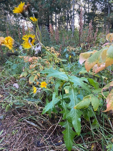 Field sowthistle (Sonchus arvensis)
