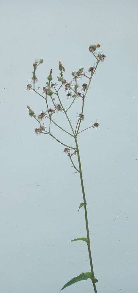 Field sowthistle (Sonchus arvensis)