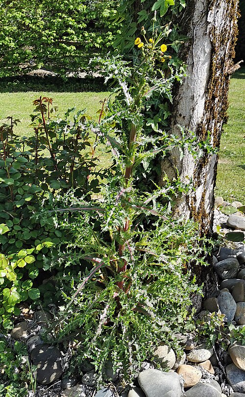 Spiny sowthistle: Sonchus asper - Plant habit