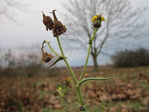 Spiny sowthistle: Raue Gänsedistel (Sonchus asper) bei Reilingen