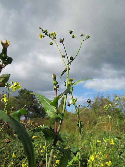 Spiny sowthistle: Raue Gänsedistel (Sonchus asper) auf einer Ruderalfläche beim Reilinger Friedhof