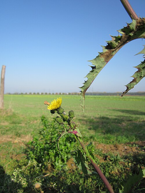 Spiny sowthistle: Raue Gänsedistel ( Sonchus asper ) im Hockenheimer Rheinbogen