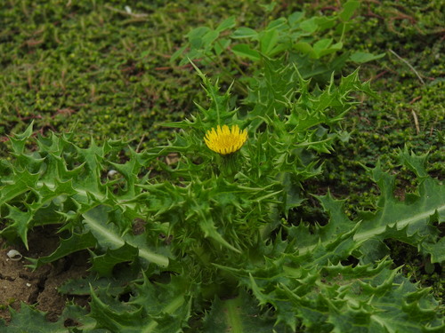Spiny sowthistle (Sonchus asper)