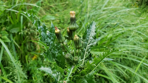 Spiny sowthistle (Sonchus asper)