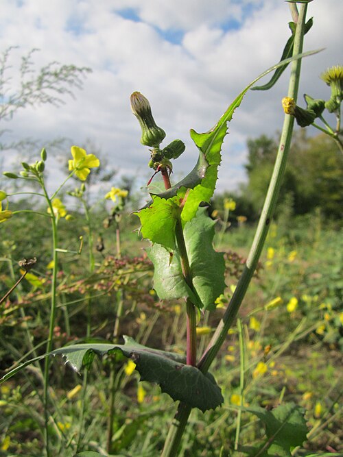 Spiny sowthistle: Raue Gänsedistel (Sonchus asper) auf einer Ruderalfläche beim Reilinger Friedhof