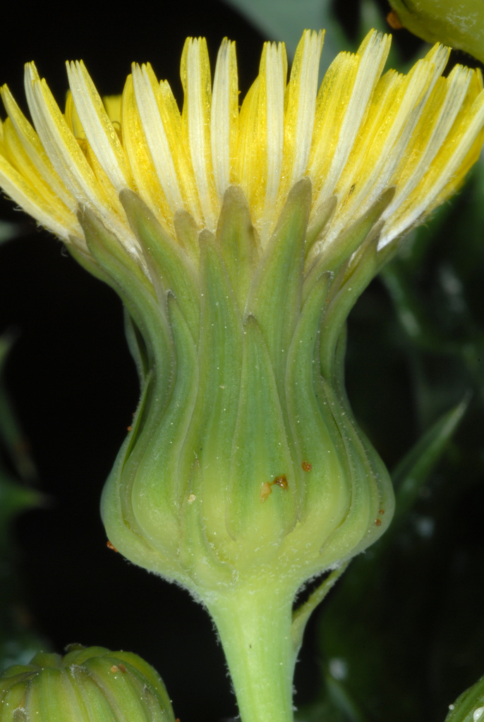 Spiny sowthistle (Sonchus asper)