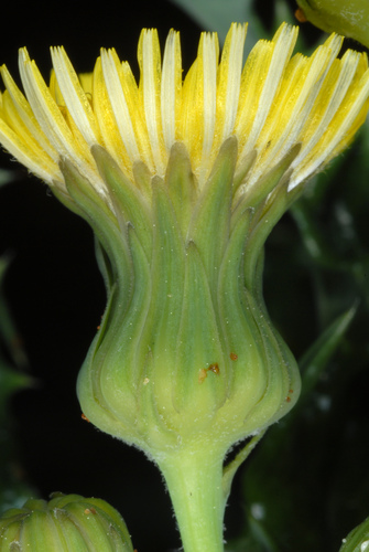 Spiny sowthistle