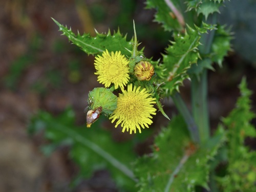 Spiny sowthistle (Sonchus asper)