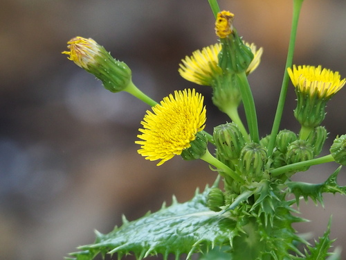 Spiny sowthistle (Sonchus asper)