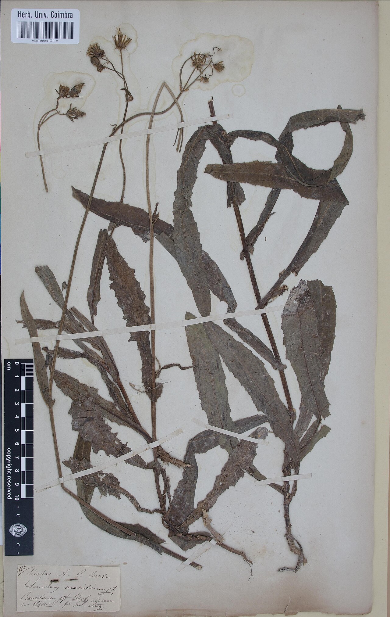 Sea sowthistle: Photograph of Type of Sonchus maritimus at Herbarium of the University of Coimbra, Portugal (COI). Specimen COI00041311. http://coicatalogue.uc.pt/specimen/COI0