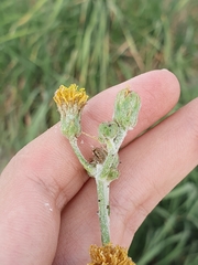 Sea sowthistle (Sonchus maritimus)