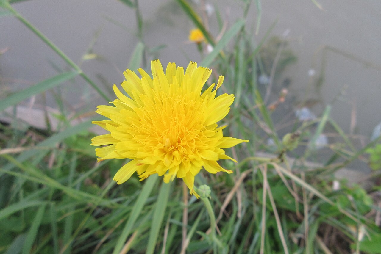 Sea sowthistle: Sonchus maritimus subsp. maritimus. Canal de la Robine Gruissan.