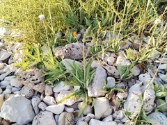 Sea sowthistle (Sonchus maritimus)