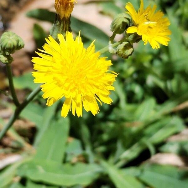 Sea sowthistle (Sonchus maritimus)