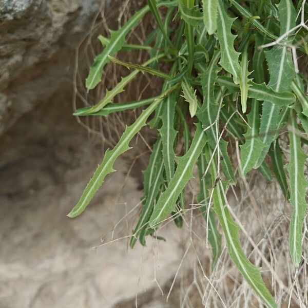 Sea sowthistle (Sonchus maritimus)