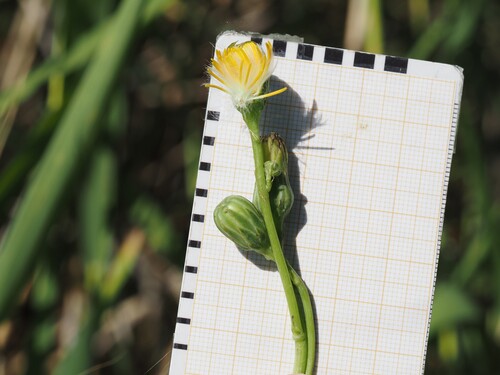 Sea sowthistle (Sonchus maritimus)