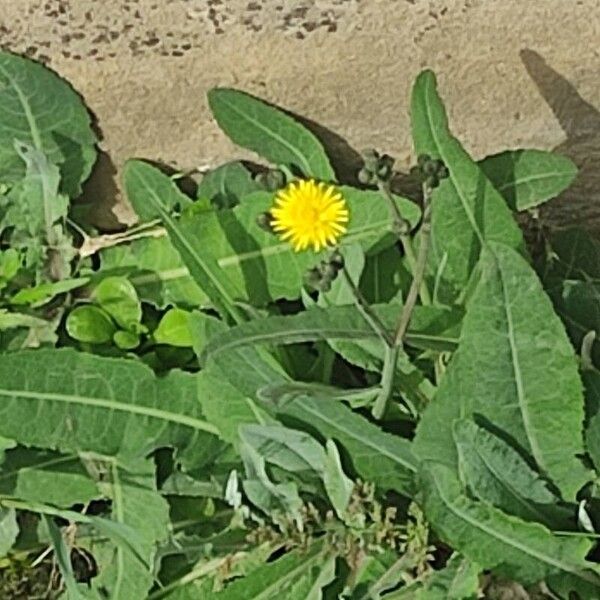 Sea sowthistle (Sonchus maritimus)