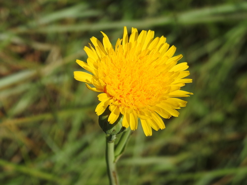 Sea sowthistle (Sonchus maritimus)