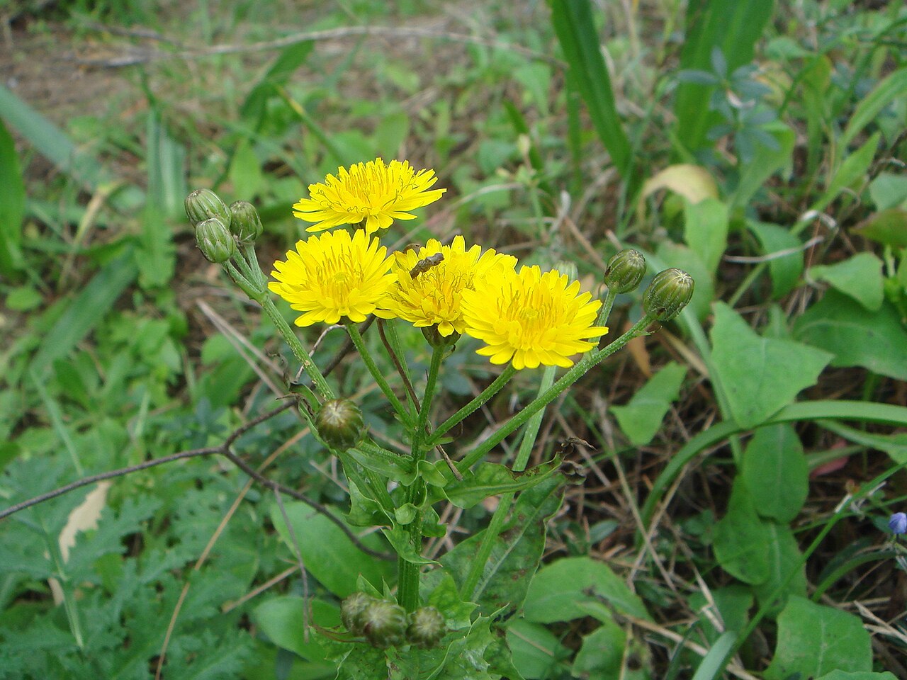 Sea sowthistle: ( Sonchus maritimus ssp. aquatilis ) , Chiclana, province of Cádiz, Spain.