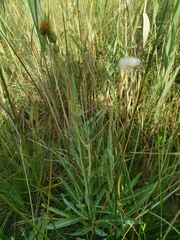 Sea sowthistle (Sonchus maritimus)