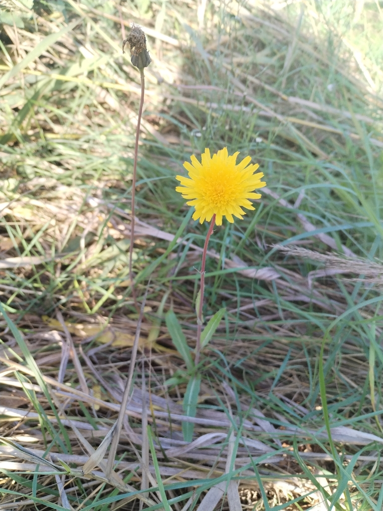 Sea sowthistle (Sonchus maritimus)