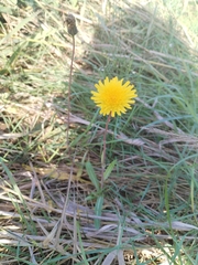 Sea sowthistle (Sonchus maritimus)
