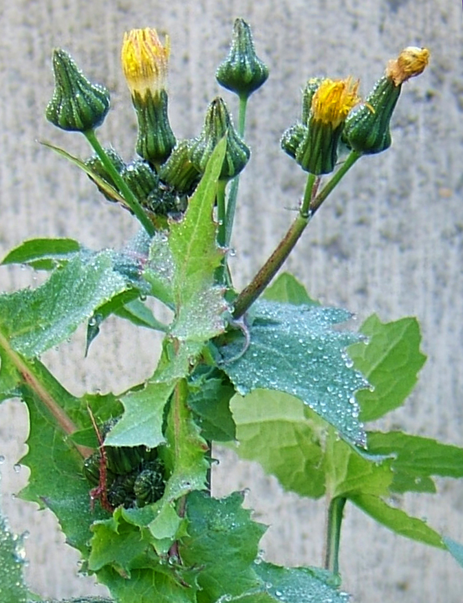 Common sowthistle: common sow thistle