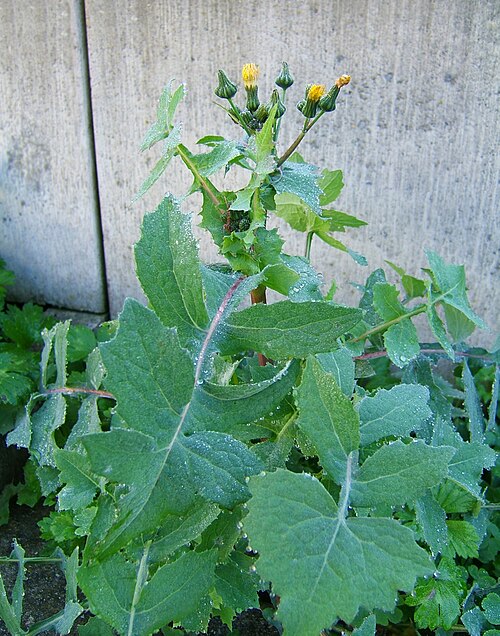 Common sowthistle: common sow thistle