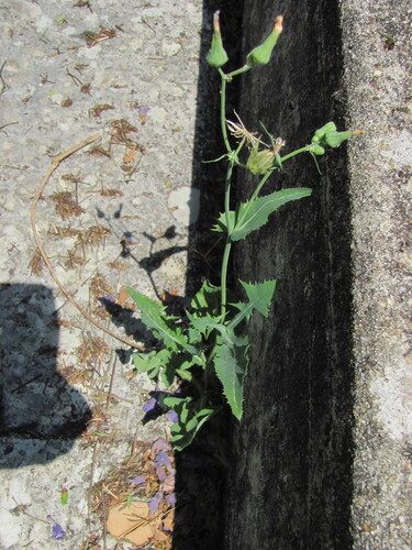 Common sowthistle (Sonchus oleraceus)