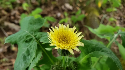 Common sowthistle (Sonchus oleraceus)