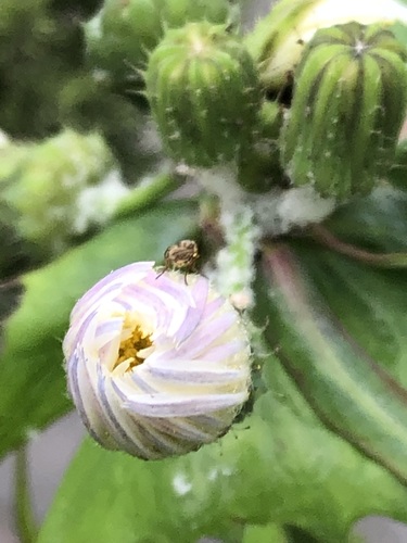 Common sowthistle (Sonchus oleraceus)