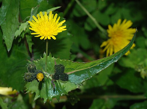 Common sowthistle: Sonchus oleraceus A Smooth Sow-Thistle.