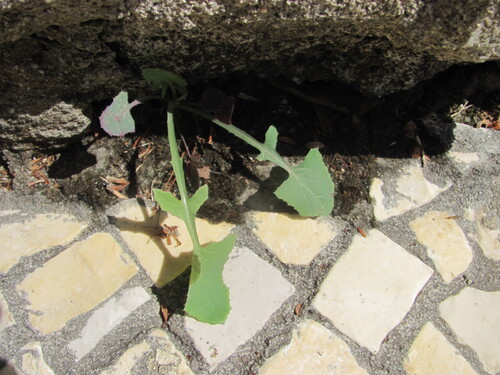 Common sowthistle (Sonchus oleraceus)