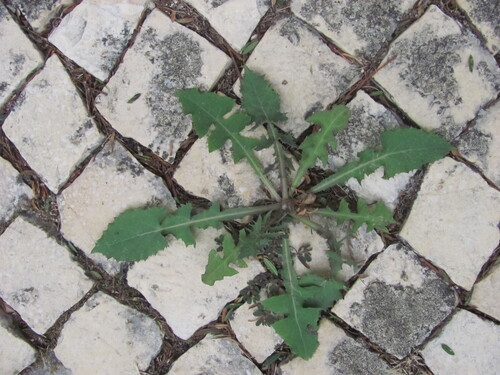 Common sowthistle (Sonchus oleraceus)