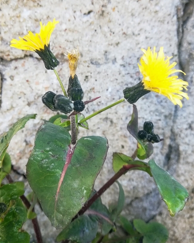 Common sowthistle (Sonchus oleraceus)
