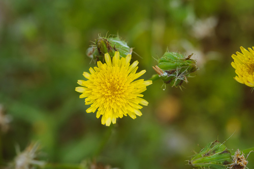 Common sowthistle